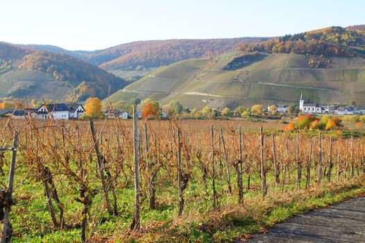 Weingärten zwischen Filzen und Wintrich mit Blick auf Kesten an der Mosel