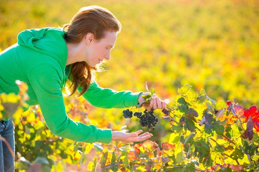 Farmer woman in vineyard harvest autumn leaves in mediterranean field