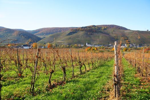 Weingärten zwischen Filzen und Wintrich mit Blick auf Kesten an der Mosel