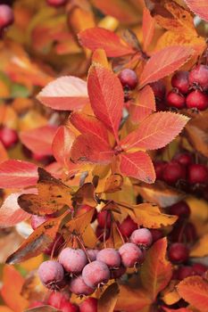 Close up of fruit of Pacific Crabapple tree (Malus Fusca)