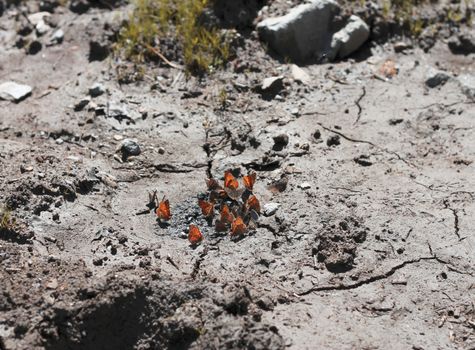 A Yellow Butterfly on the dirty pool