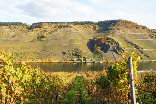 Herbst im Moseltal bei Gut Geiersley
