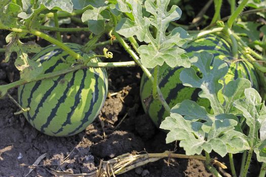 Watermelon On The Green Field waiting for harvesting