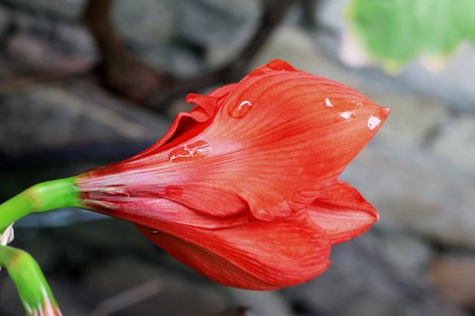 Blooming red amarilis and water drops after rain