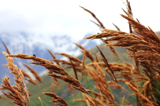 Ears of yellow grass growing on the meadow