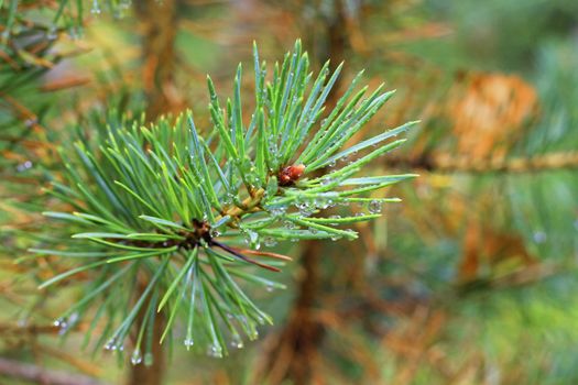 Water drops on fir tree after rain
