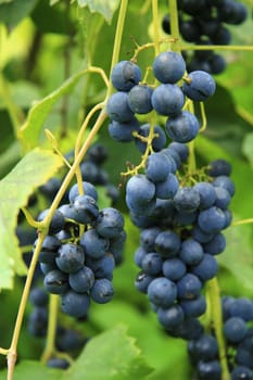 A Black Grape Bunch ready for harvest