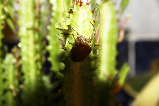 Brown spider crawling on the green cactus