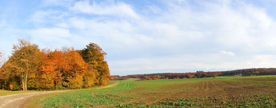 Panorama bunter Wald und grünes Feld im Herbst