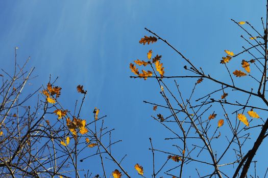 Oak leaves on the branch of the tree