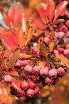 Close up of fruit of Pacific Crabapple tree (Malus Fusca)