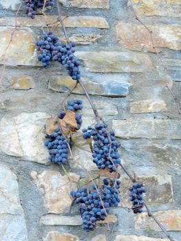 Black grapes on vine against a stone wall