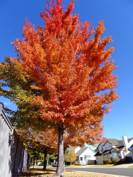 Maple tree with fall color in american neighborhood