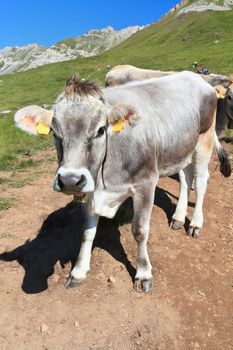 beautiful cow on alpine pasture on summer