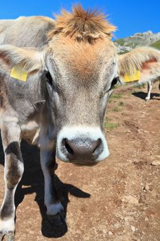 beautiful cow on alpine pasture on summer