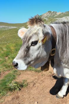 detail of a cow on alpine pasture on summer