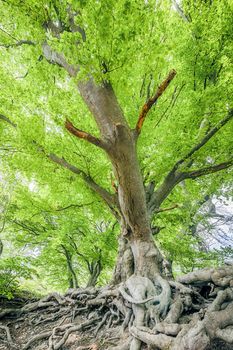 An image of a beautiful spring leaf scenery