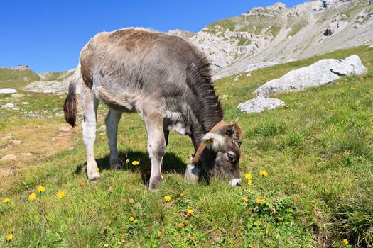 small calf free on pasture, Italian Dolomites