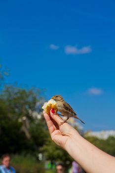 Sparrow eating from man's hands