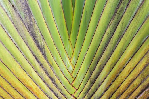 Closeup Pattern of traveller palm tree(Ravenala Madagascariensis)