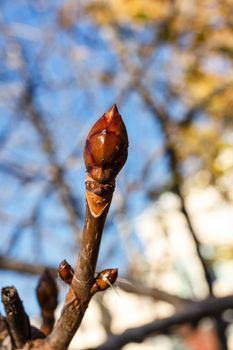 Tree bud closeup shot on a sunny afternoon on street