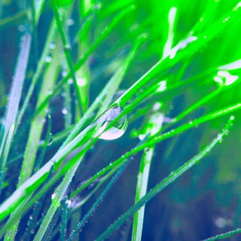 Morning dew on green grass with water drops closeup backgorund