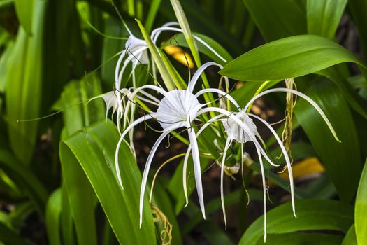 Closeup crinum asiaticum flowers with green leaf