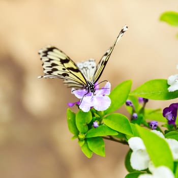 Butterfly in Beijing Botanic Garden