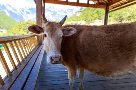 Cow rest in cool shade for human