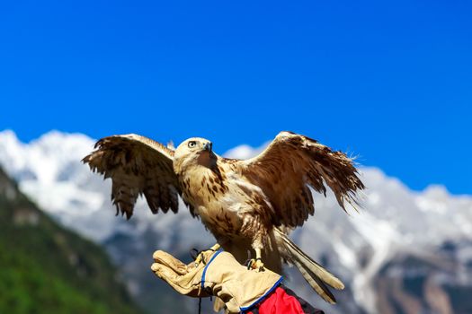 Trained falcon at Jade Dragon Snow Moutain