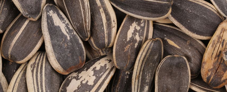 Black sunflower seeds. Close up. Whole background.