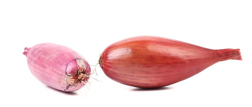 Close up of two red onions. Isolated on a white background.