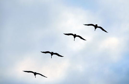 Flying group of seagulls in a blue sky
