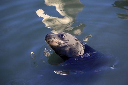 Gray seals in bay in California