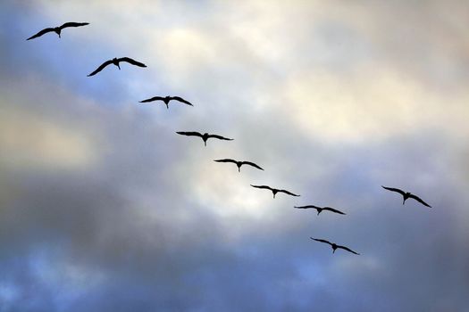 Flying group of seagulls in a blue sky