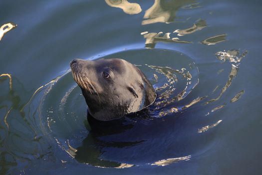 Gray seals in bay in California