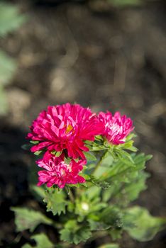 Pink Chrysanthemum flower in the garden2
