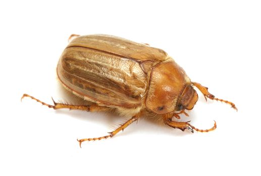 Brown june beetle on white background