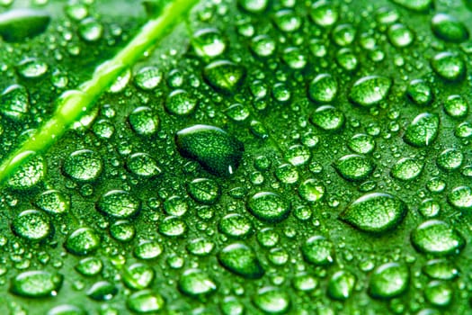 Green leaf and water drops as background