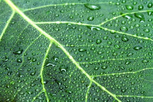 Green leaf and water drops as background