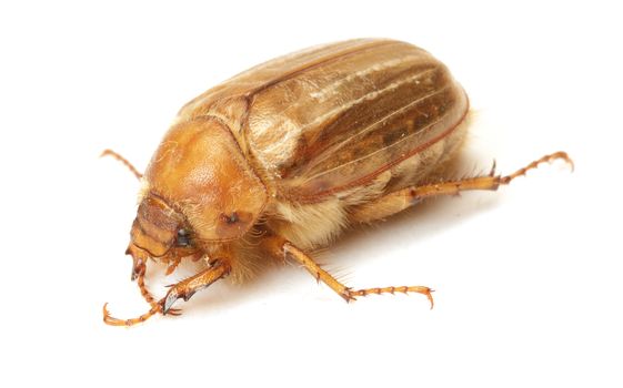 Brown june beetle on white background