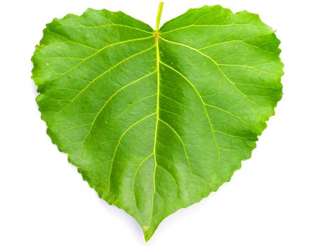 Green heart shaped leaf on white