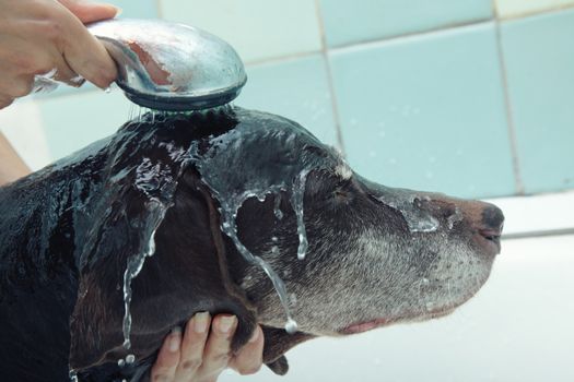 Human hands holding shower and washing dog. Water covers face of animal. Natural colors