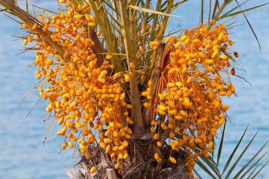 Agricultural date palm tree with clusters of still unripe yellow fruit crop close-up