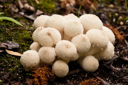 Close-up cluster of Common Puffball mushrooms, Lycoperdon perlatum, also called gemmed puffball or Lycoperdon gemmatum, edible when young