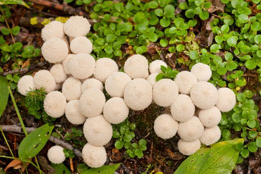 Close-up cluster of Common Puffball mushrooms, Lycoperdon perlatum, also called gemmed puffball or Lycoperdon gemmatum, edible when young