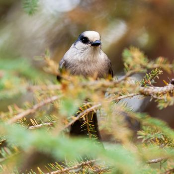 Whiskey Jack or Grey Jay, Perisoreus canadensis, perched on spruce tree branch watching curiously