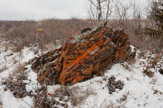 Early winter snow in arctic tundra steppe landscape with rock overcrusted with bright orange lichens
