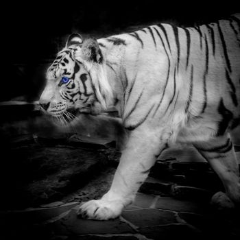 white tiger