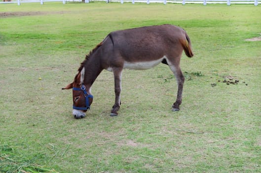 donkey in a grass field